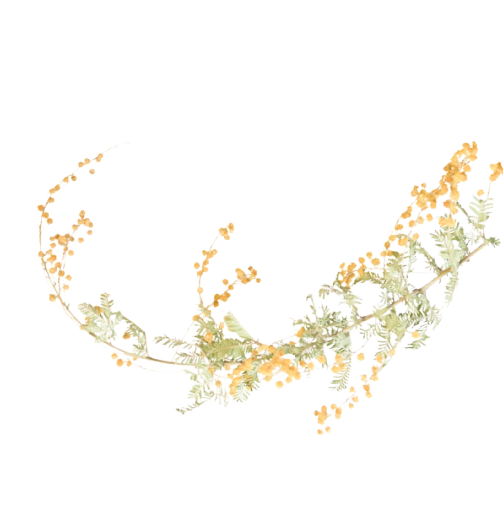 黄色の花